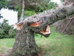 tree